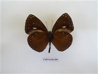 藏品(圓翅紫斑蝶)的圖片